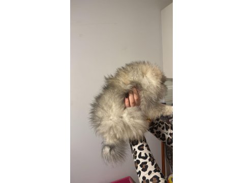 3 Aylık Dişi Pomeranian Yavrular