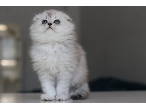 Full Şecereli Babadan Teslime Hazır Erkek British Longhair