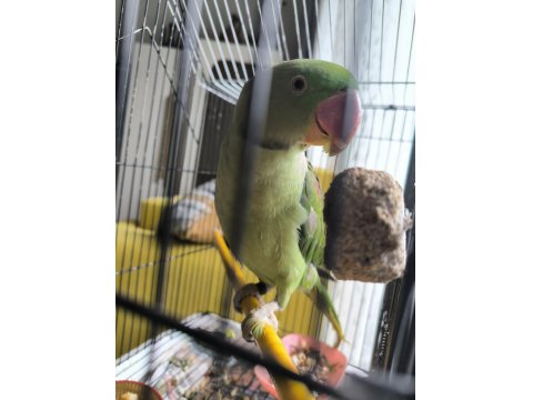 9 Aylık Erkek Alexander