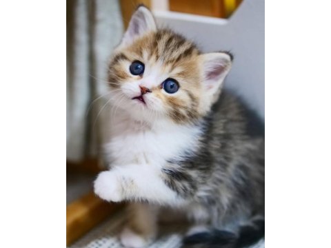Şeker Suratlı Black Golden British Shorthair Yavrumuz