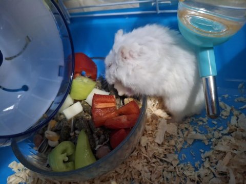 Kafesinde Birlikte Hamster