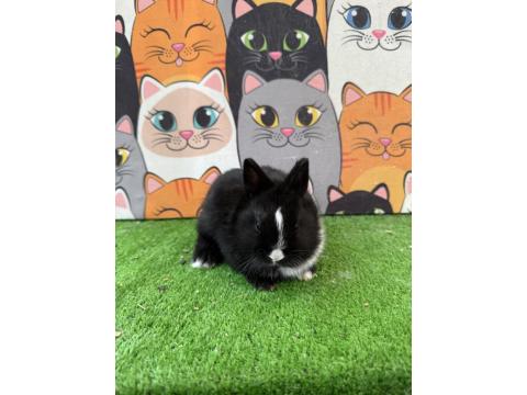 Safkan Cuce Tavşan Yavruları