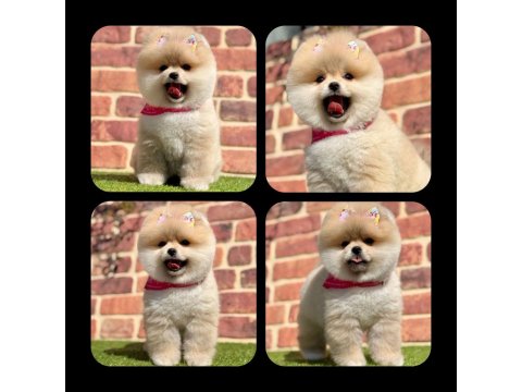 Orjinal Pomeranian Köpekler