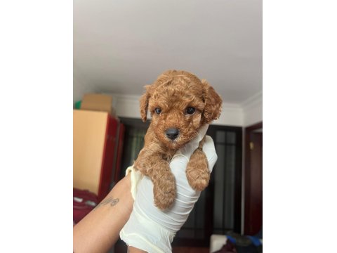 Sevimli Poodle Yavrularımız
