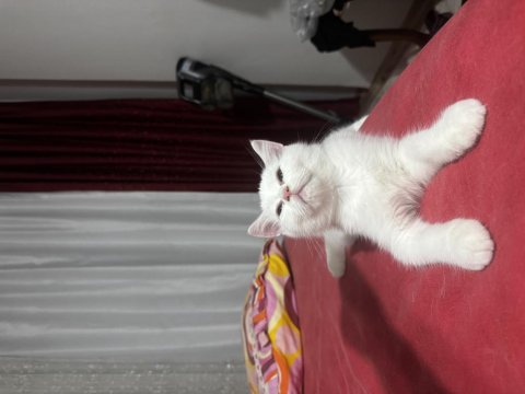 Beyaz British Longhair Bebekler Yeni Yuvalarına Hazırlar