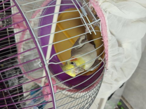 Erkek Sultan Papağanı 9 Aylık