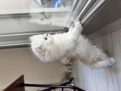 Orjinal En Tatlı British Longhair Bebekler