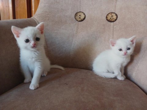 Safkan British Shorthair Erkek