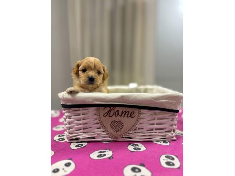 Maltipoo En Küçük Boy Yavrularımız