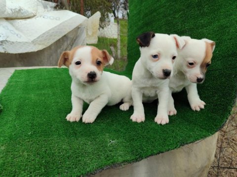 Sağlıklı Jack Russell Köpek Yavruları