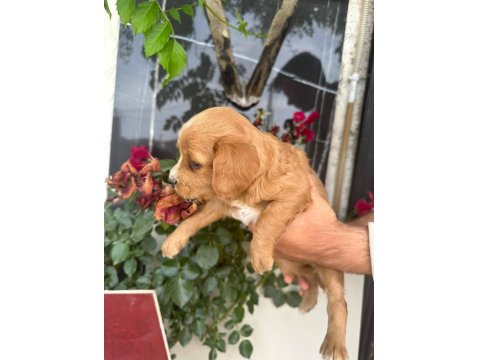 Satılık 45 Günlük American Cocker Yavrular Yeni Yuva Arıyor