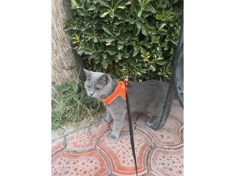 British Shorthair 2 Yaşında