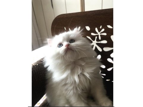 Pamuk Prenses British Longhair