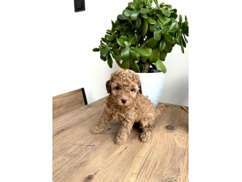 Aileden Red Toy Poodle Dişi Çok Uyguna Aşılı