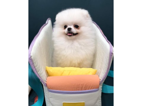 Ayı Surat Pomeranian Yavru Köpekler