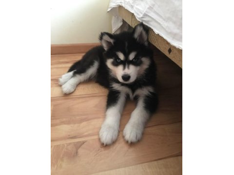 Mavi Boncuk Husky Kimdeyse Benim Gönlüm Ondadır