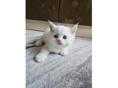 Scottish Straight Erkek Bebeklerim