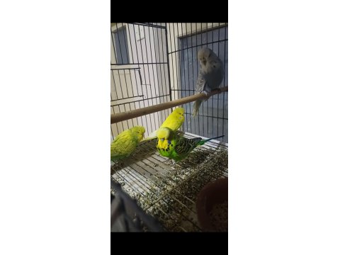 Eşe Hazır Show Jumbo Muhabbet Kuşu