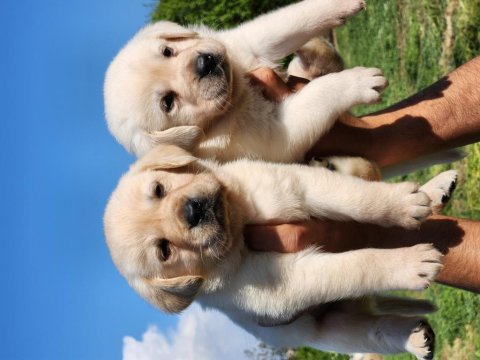 A Kalite Labrador Yavrularımız