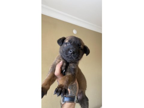 A Kalite Belçika Kurdu Yavrularım