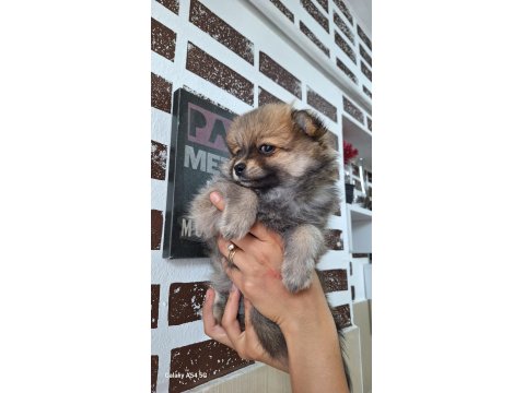 Pomeranian Boo Orjinal Teddy