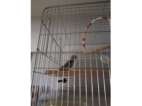 Sevda Cennet Papağanı