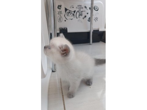 Teslime Hazır Bluepoint Yavru Kedimiz