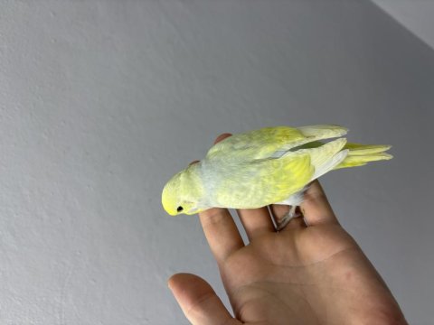 Renk Güzeli Yavru Muhabbet Kuşlar