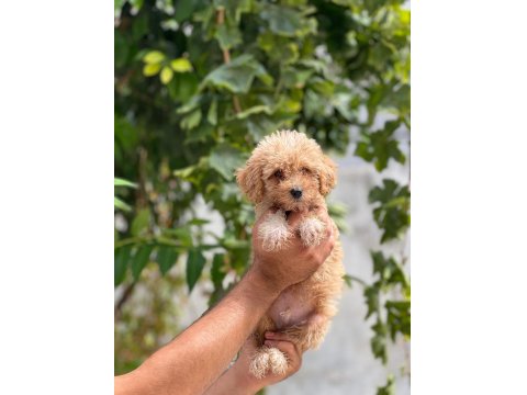 Sevimli Maltipoo Yavrularımız