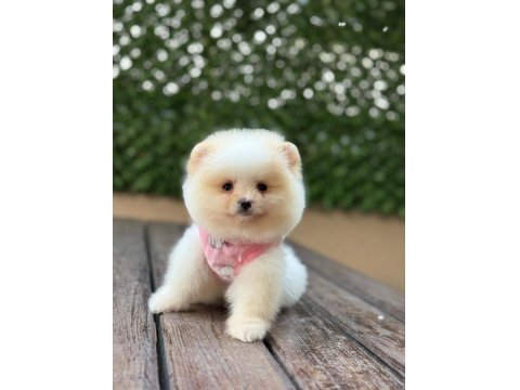 Pomeranian Bebekler Büyümez Garantili