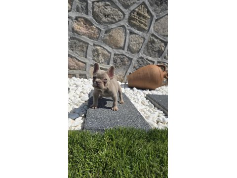Yeşil Göz İzabella Erkek Efsane French Bulldog