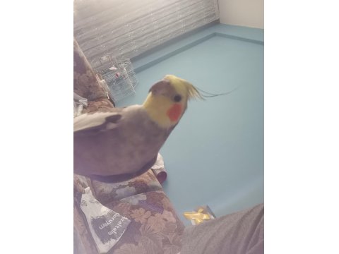 Erkek Sultan Papağanı Kayıp İlanı