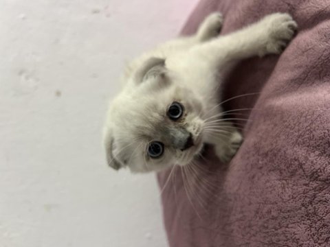 Scottish Fold Blue Point Bebekler