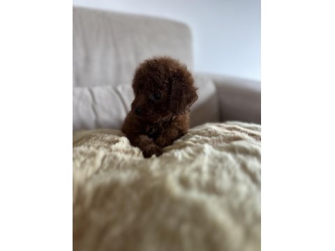 Miniş Serisi Poodle Bebeklerimiz