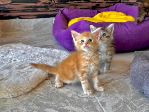 Wcf Şecereli Şampiyon Soylu Sağlık Garantili Maine Coon