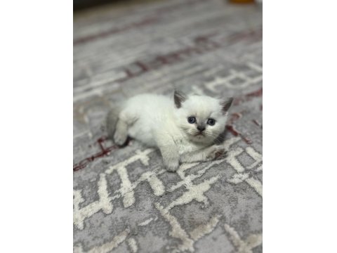Sağlıklı Safkan Oyuncu British Shorthair Yavrular