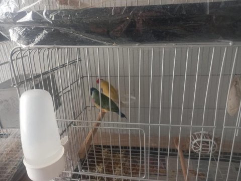 Anaç Damızlık Özel Renk İspinoz