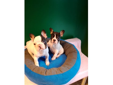 Biblo Gibi French Bulldog Yavrularımız
