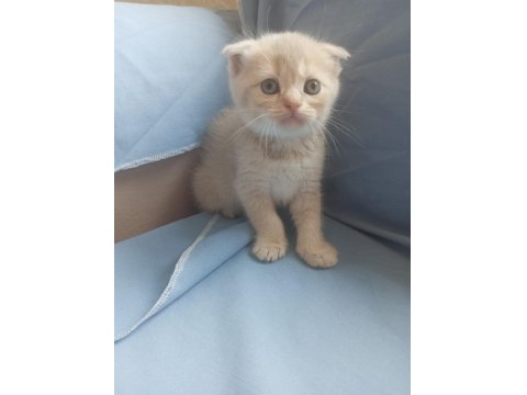 British Shorthair Scottish Fold Yavru Kedimiz