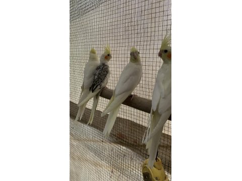 Ele Alıştırmalık Sultan Papağanı Bebekler