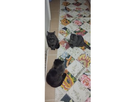 Yetiştirici Olmak İsteyenler İçin Bir Dişi Bir Erkek British