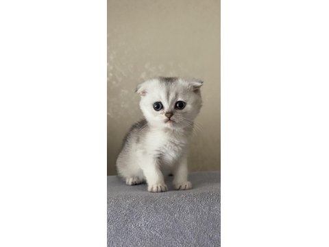 Dişi Ve Erkek 55 Günlük Scottish Ve British Yavru Kediler