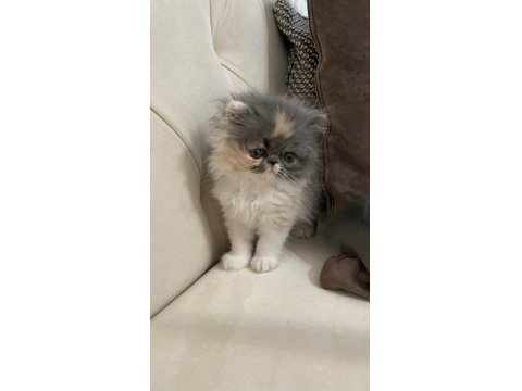 50 Gün Dişi Exotic Kedimiz