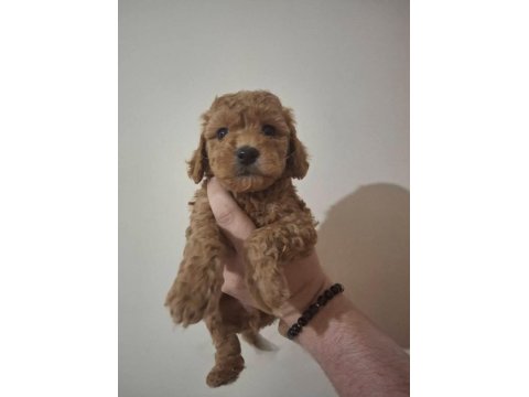 Anne Altından 2 Aylık Poodle Yavrular