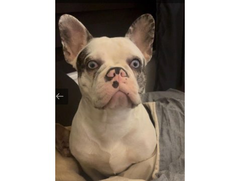 French Bulldog Blue Köpeğimiz