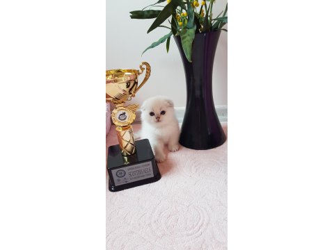 Şampiyon Atalardan Yavru Kediler