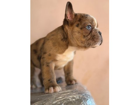 Erkek French Bulldog Köpeği