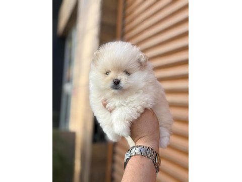 45 Günlük Erkek Pomeranian Boo