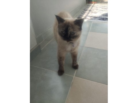 Sahiplendirilecek Kedimiz