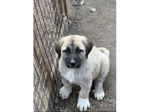 Orijinal Safkan Kangal Yavrular